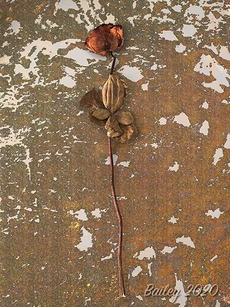 Winter Rose in June digital painting imag